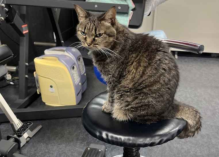 徳島県のワイルドボディ院長 三木将義